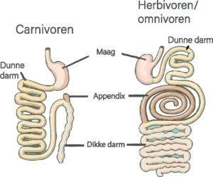 maag darm stelsen herbivoor carnivoor